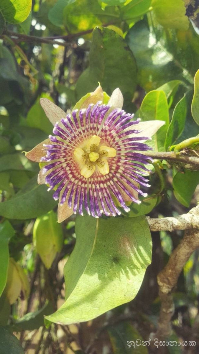 Passiflora maliformis L.