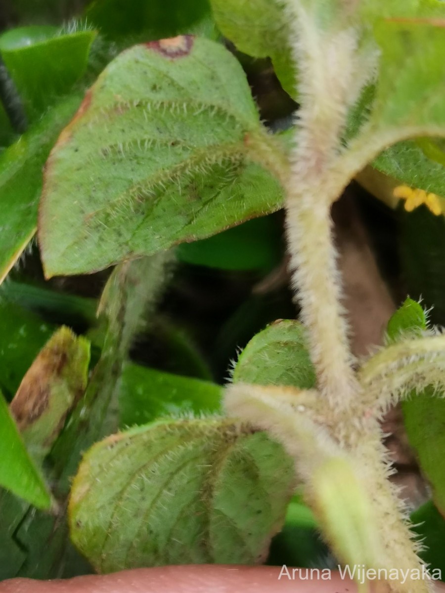 Lysimachia deltoidea Wight