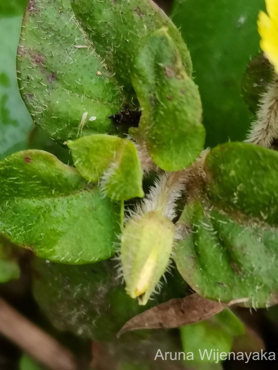 Lysimachia deltoidea Wight