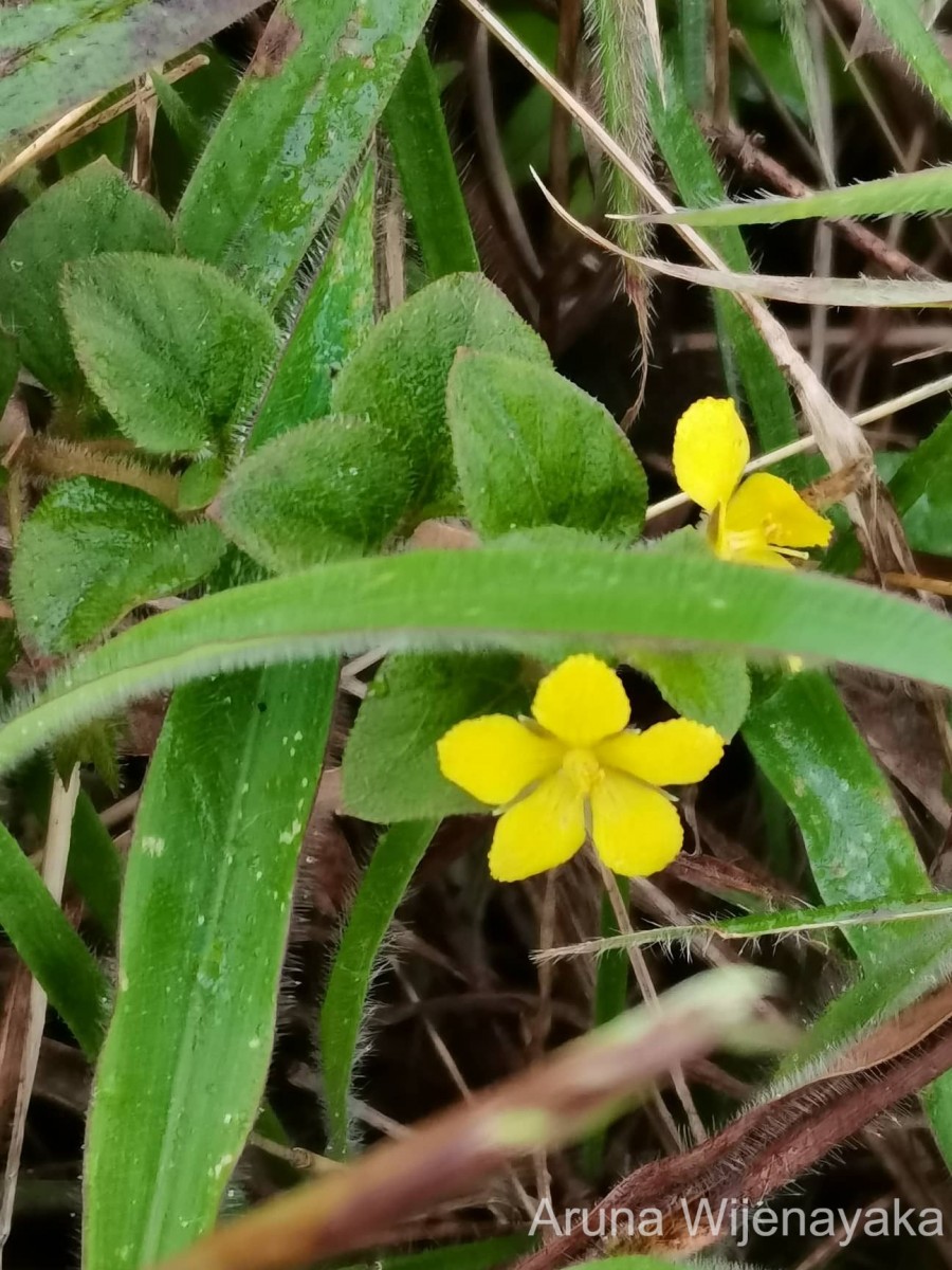 Lysimachia deltoidea Wight