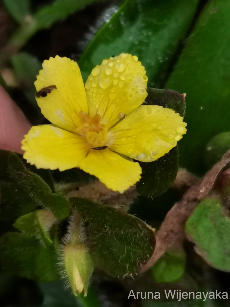 Lysimachia deltoidea Wight