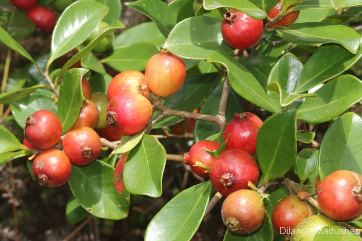 Psidium cattleyanum Sabine