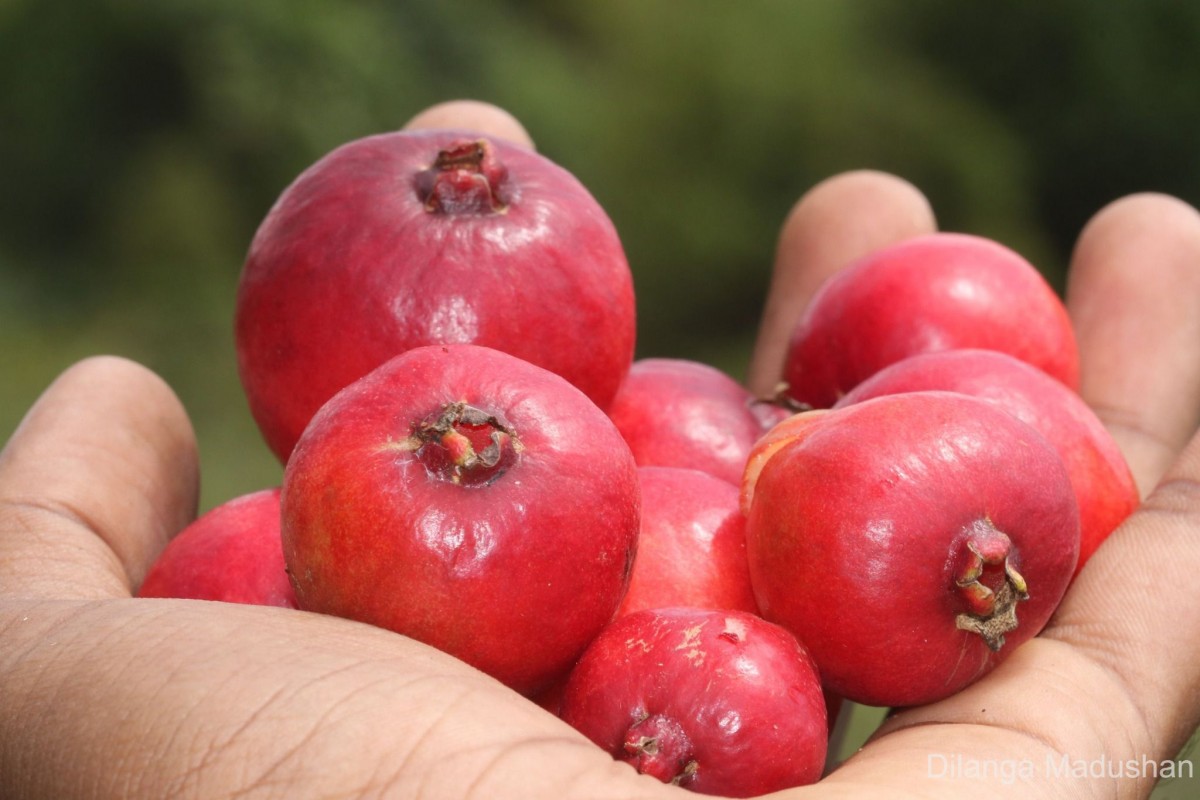 Psidium cattleyanum Sabine