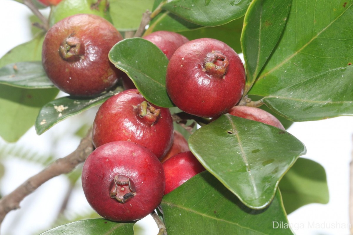 Psidium cattleyanum Sabine