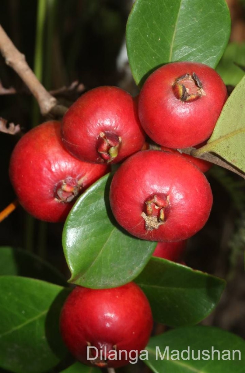 Psidium cattleyanum Sabine