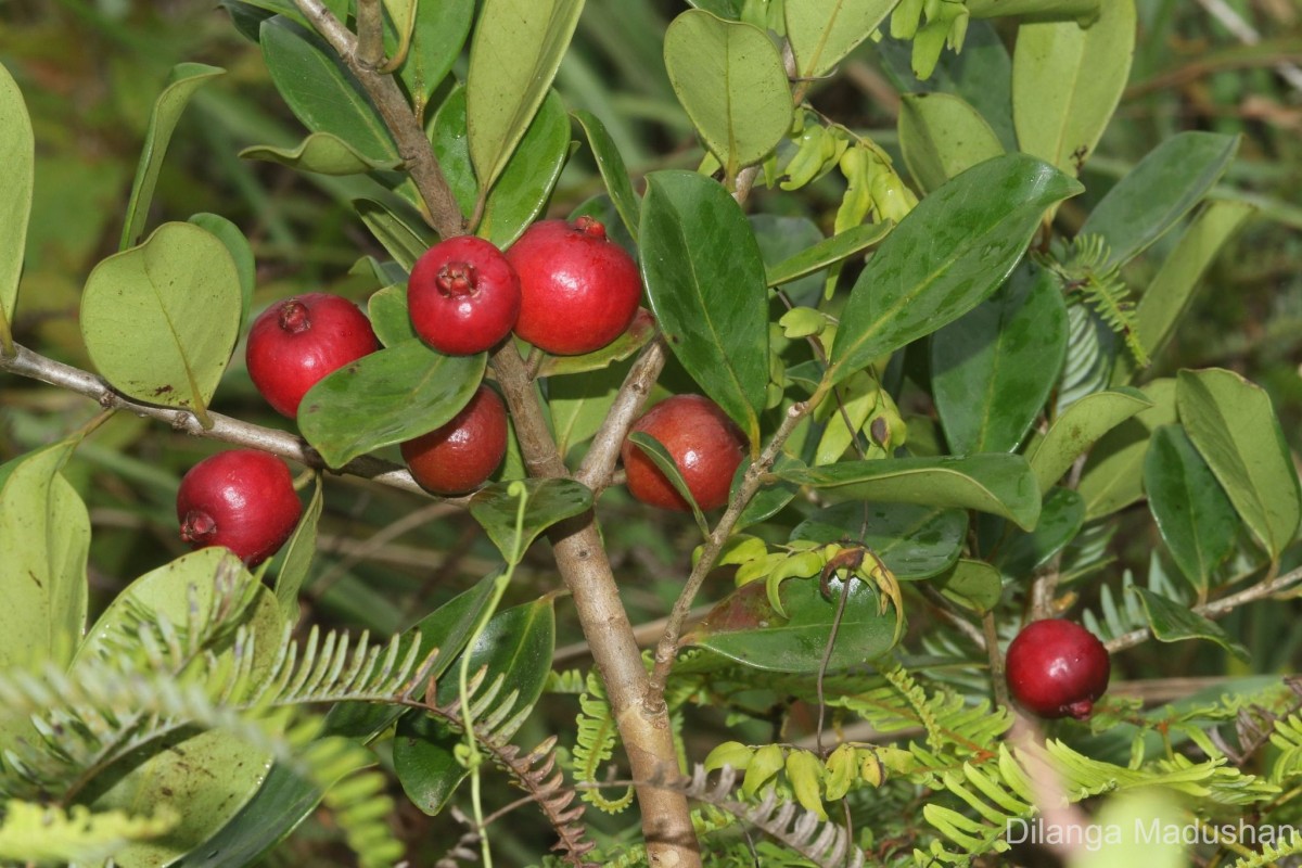 Psidium cattleyanum Sabine