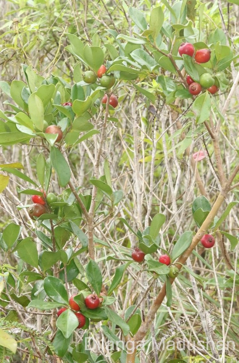 Psidium cattleyanum Sabine