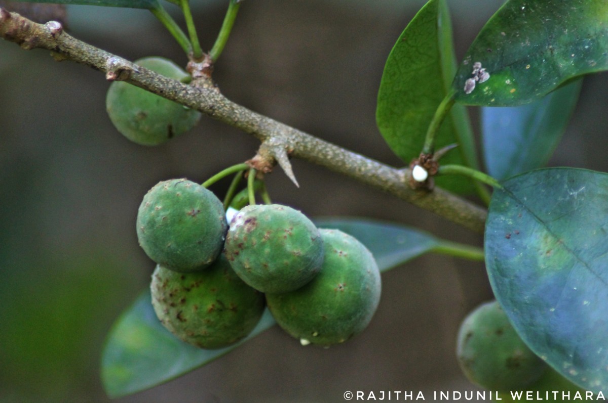 Maclura spinosa (Willd.) C.C.Berg