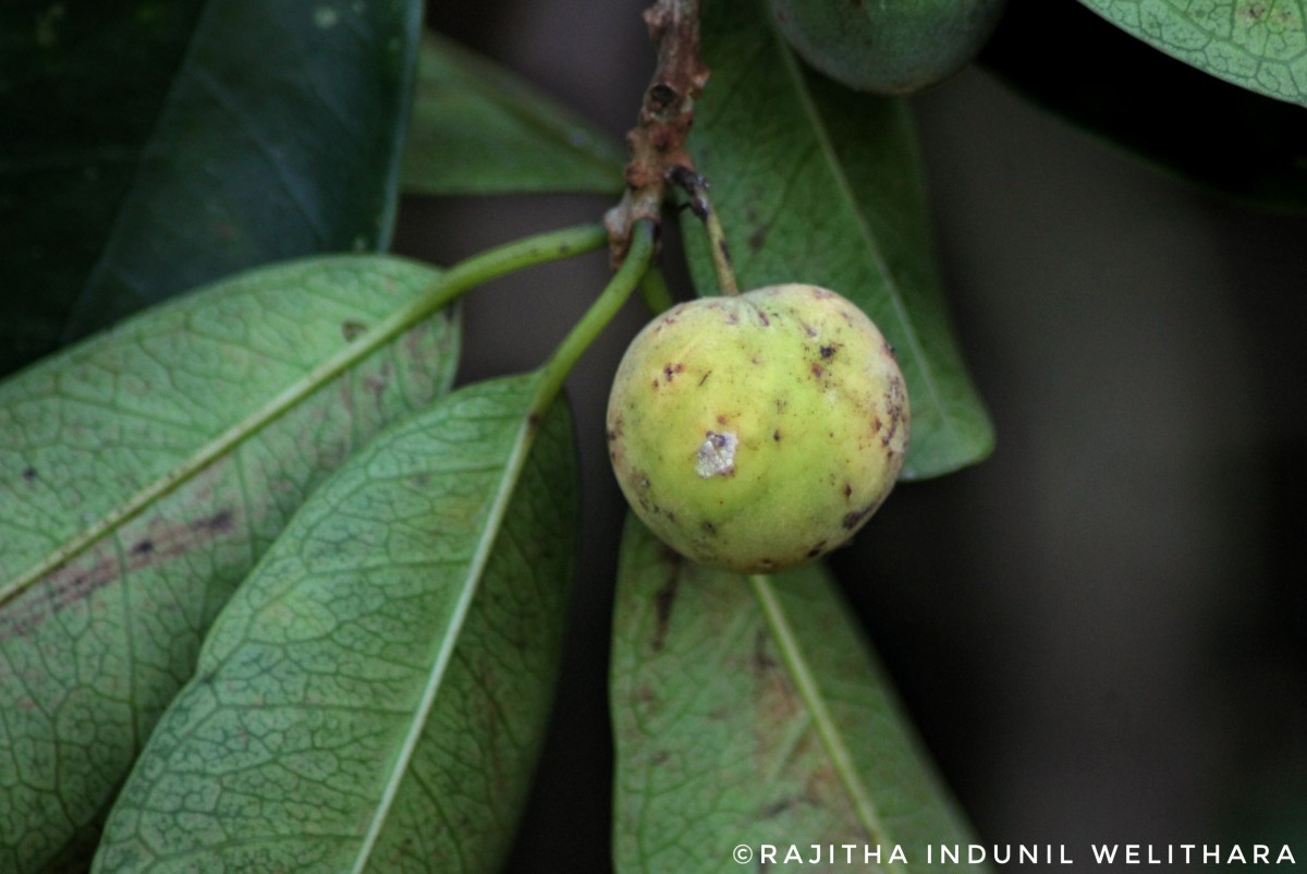 Maclura spinosa (Willd.) C.C.Berg