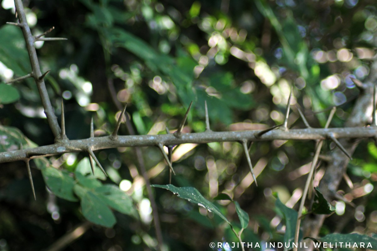 Maclura spinosa (Willd.) C.C.Berg