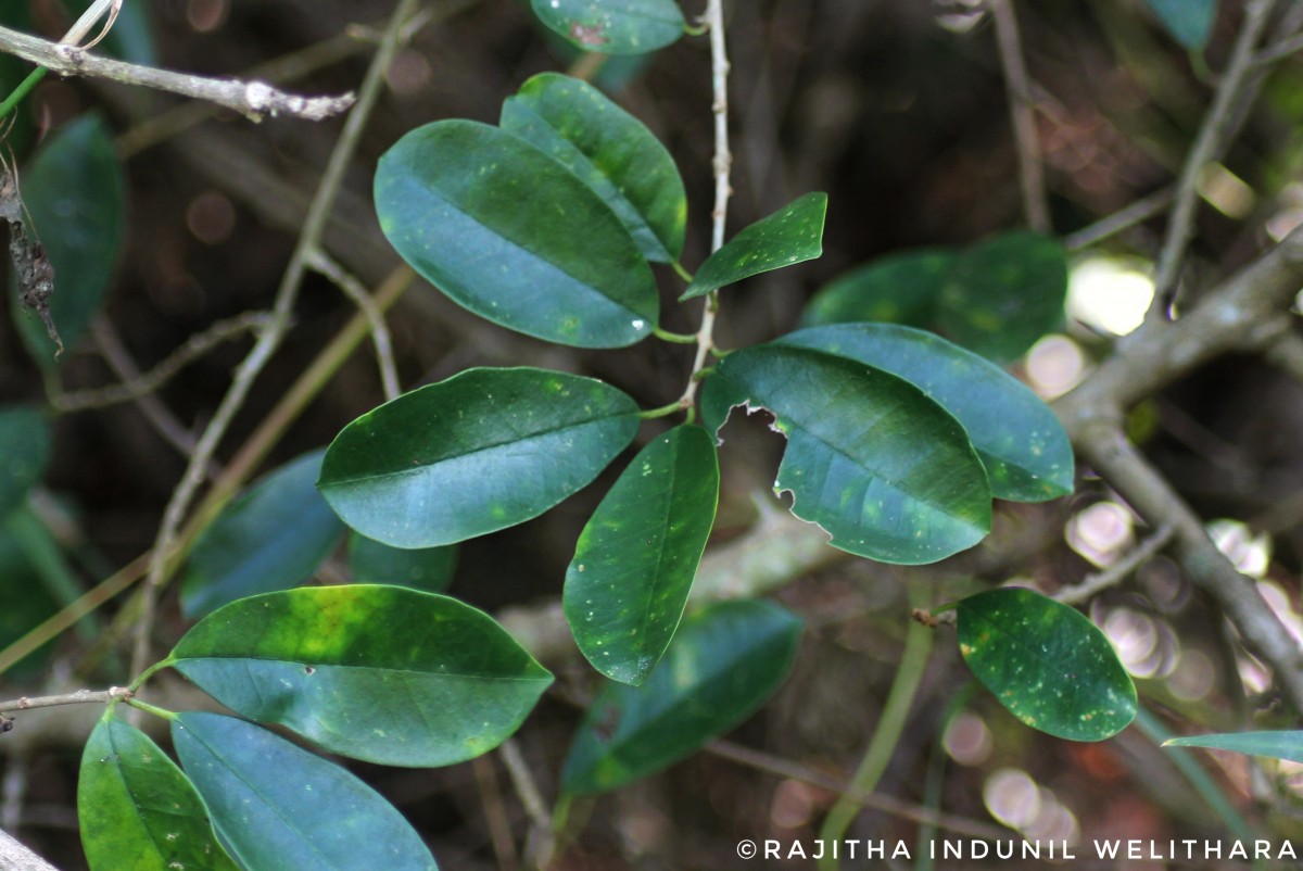 Maclura spinosa (Willd.) C.C.Berg