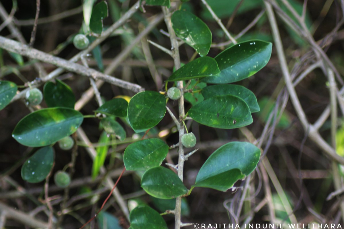 Maclura spinosa (Willd.) C.C.Berg