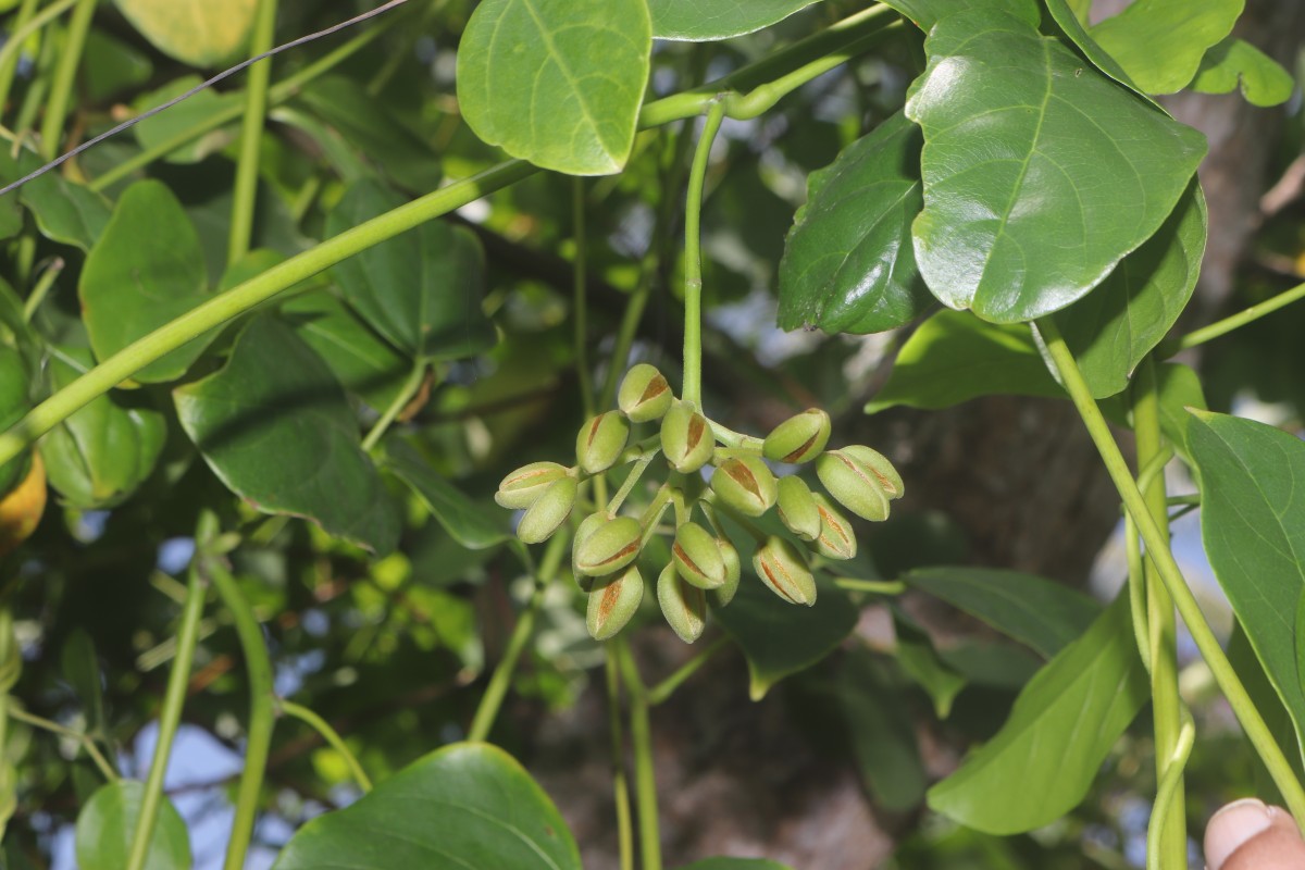 Mucuna gigantea (Willd.) DC.