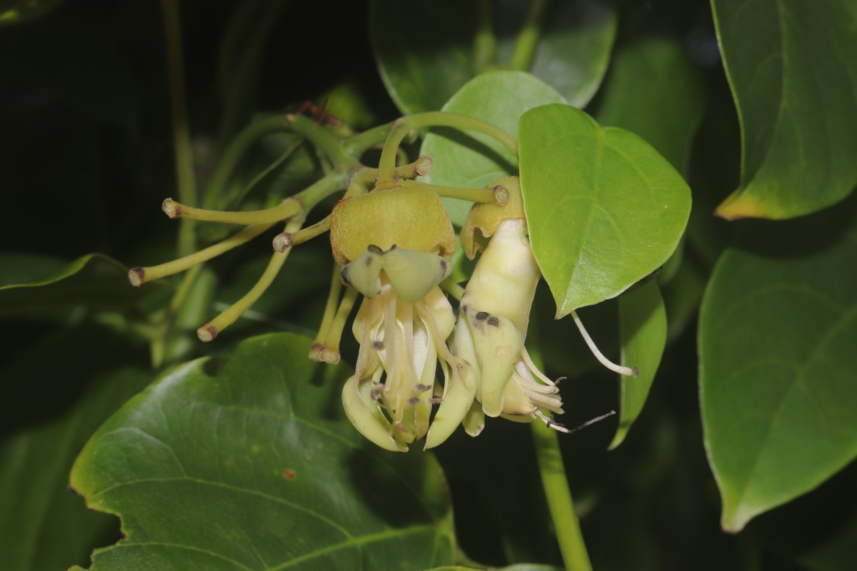 Mucuna gigantea (Willd.) DC.