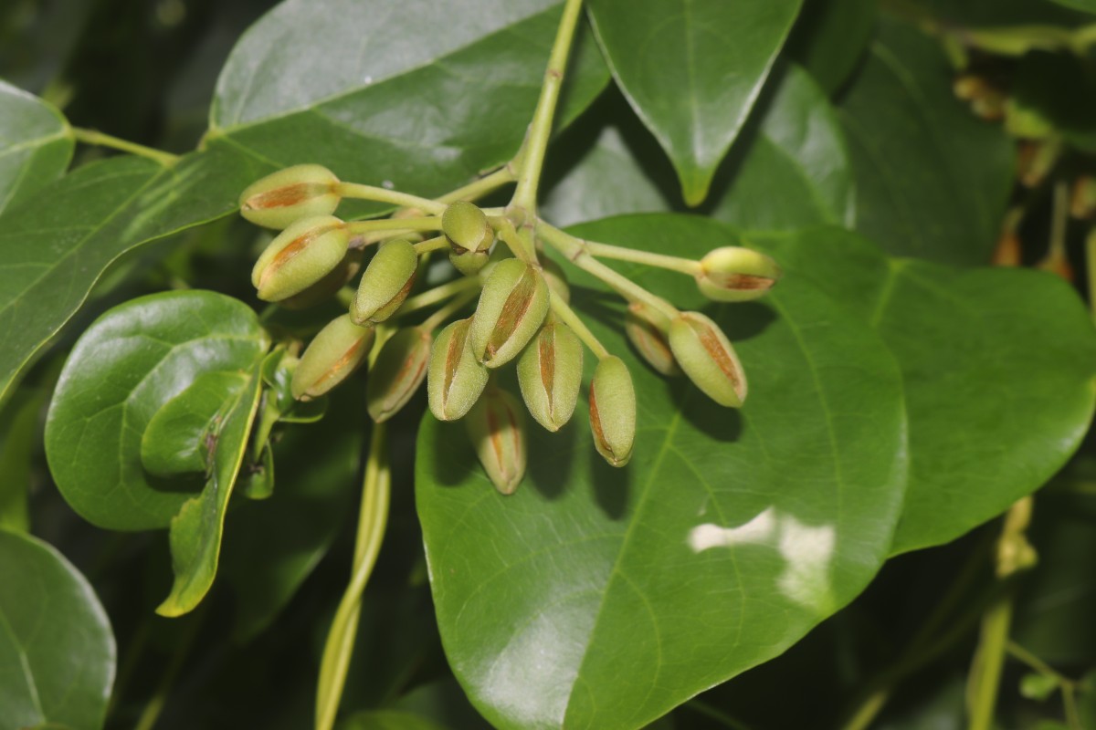 Mucuna gigantea (Willd.) DC.