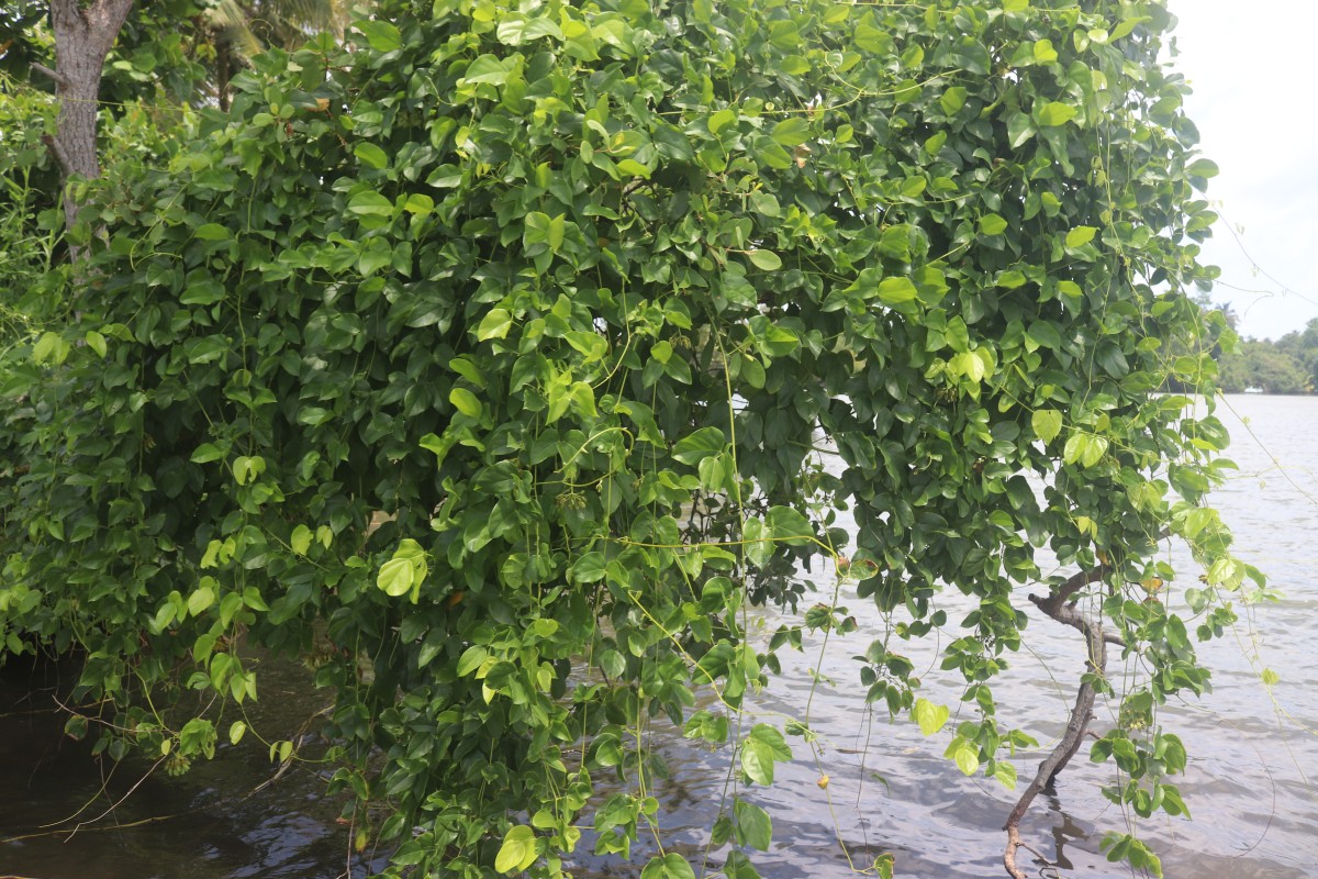 Mucuna gigantea (Willd.) DC.