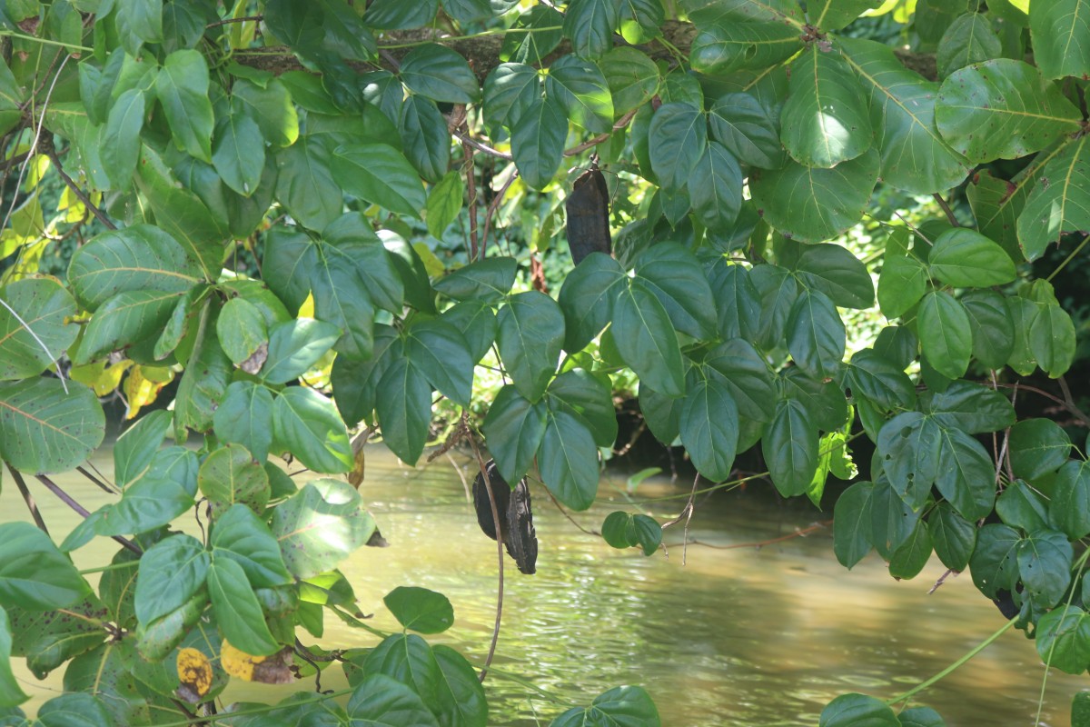 Mucuna gigantea (Willd.) DC.