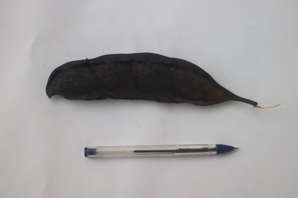 Mucuna gigantea (Willd.) DC.