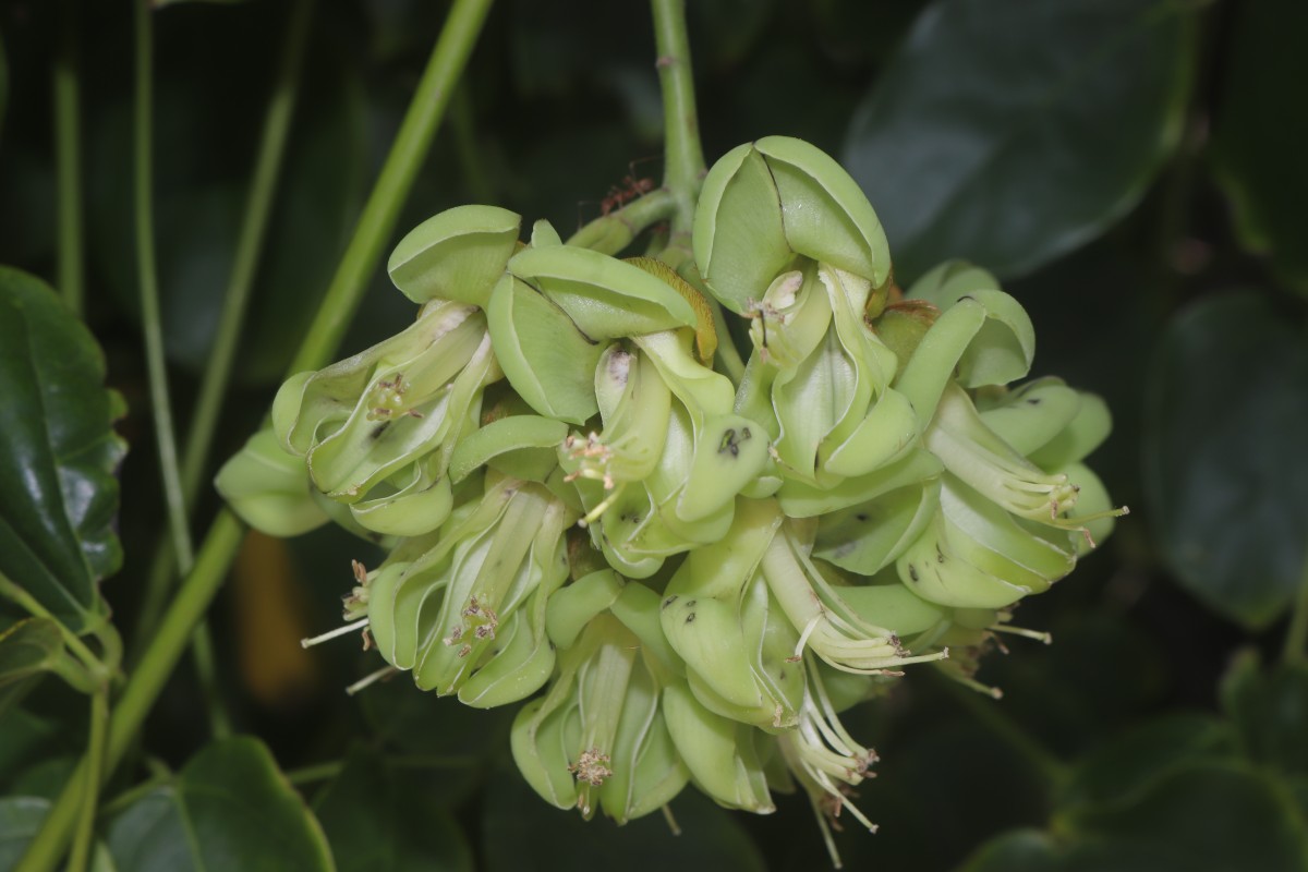 Mucuna gigantea (Willd.) DC.