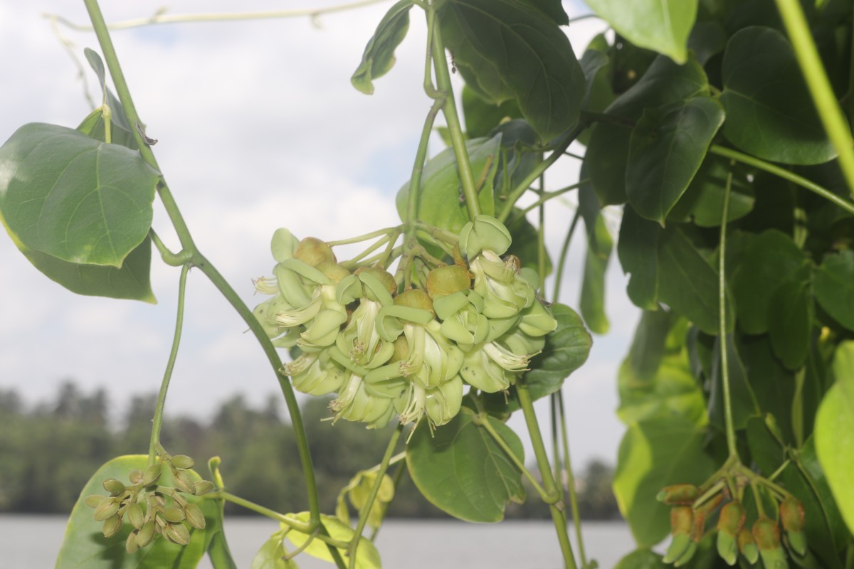 Mucuna gigantea (Willd.) DC.