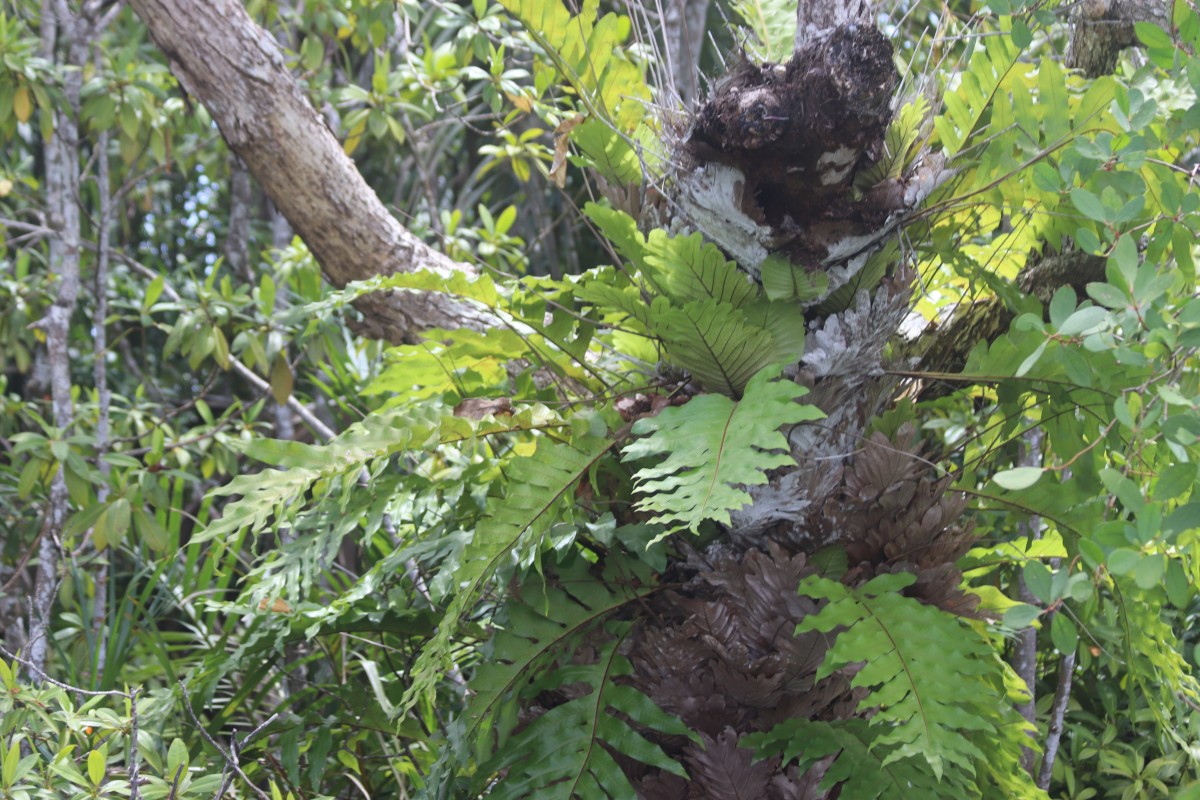 Drynaria quercifolia  (L.) J.Sm.