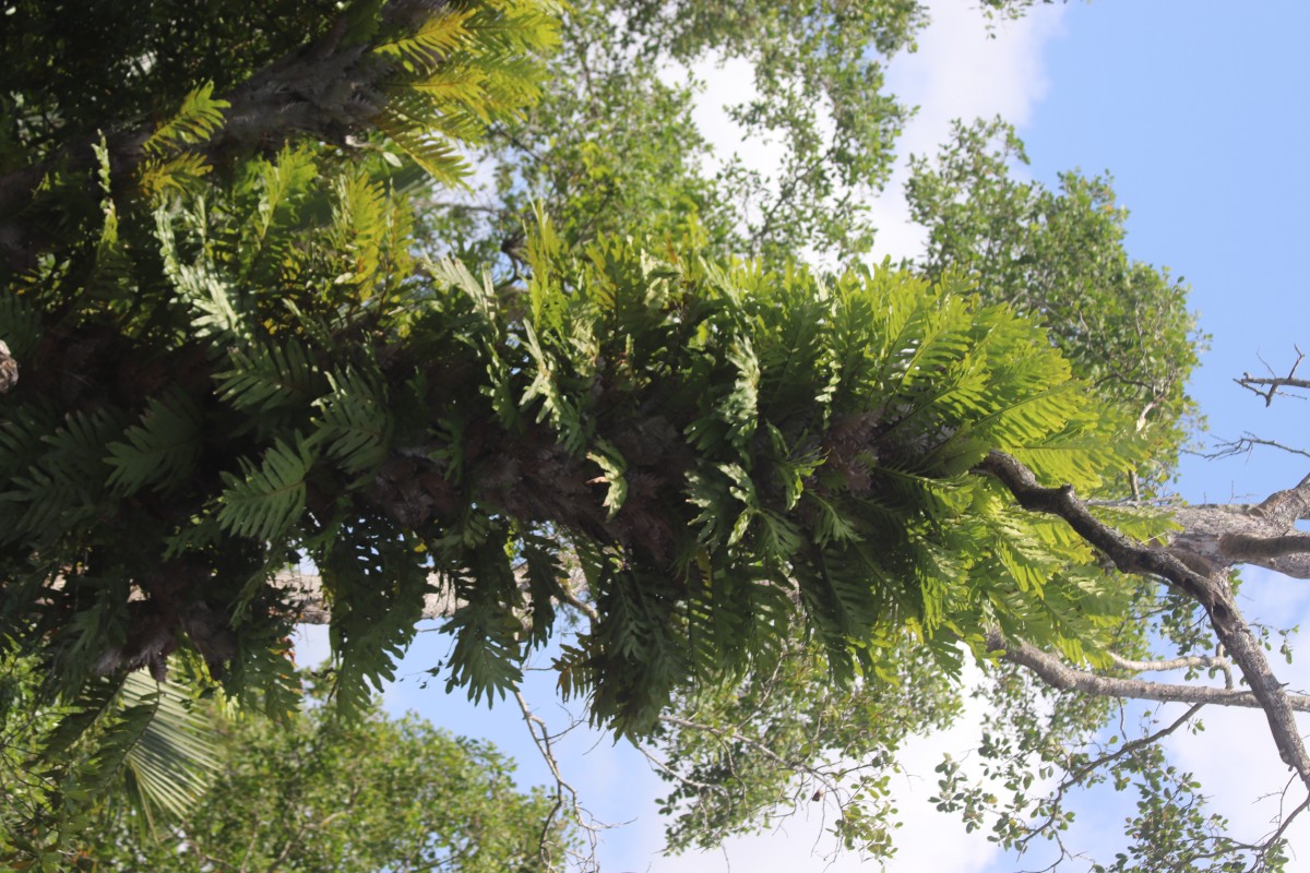 Drynaria quercifolia  (L.) J.Sm.