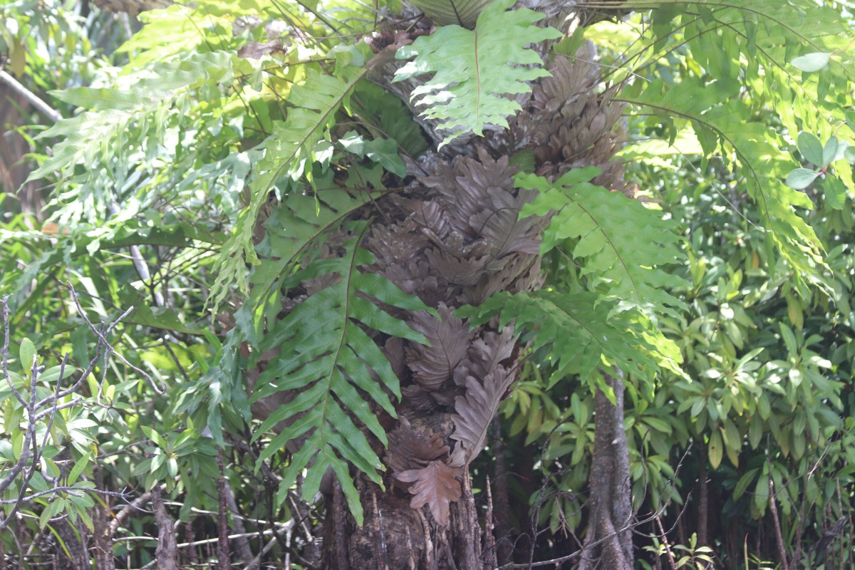 Drynaria quercifolia  (L.) J.Sm.