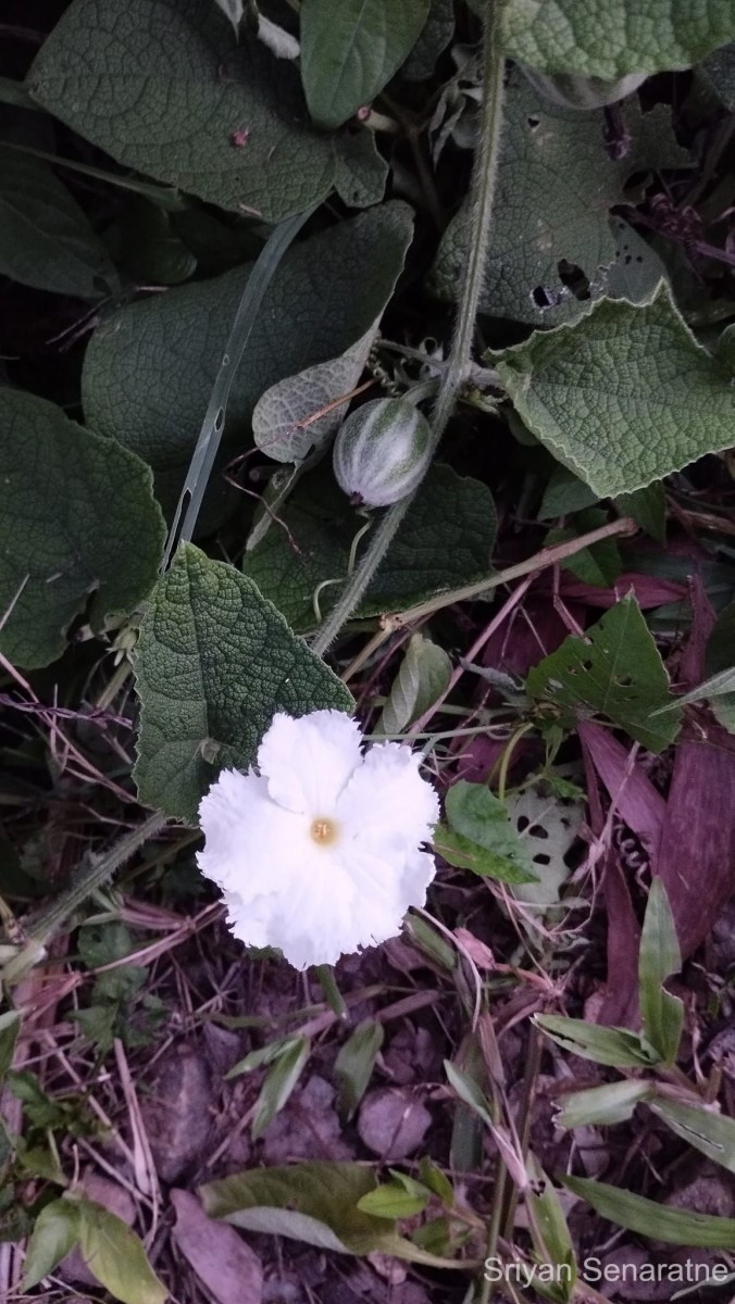 Trichosanthes scabra Lour.