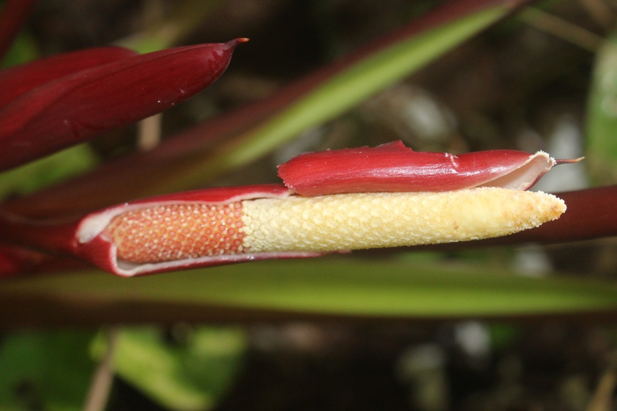 Homalomena pendula (Blume) Bakh.f.