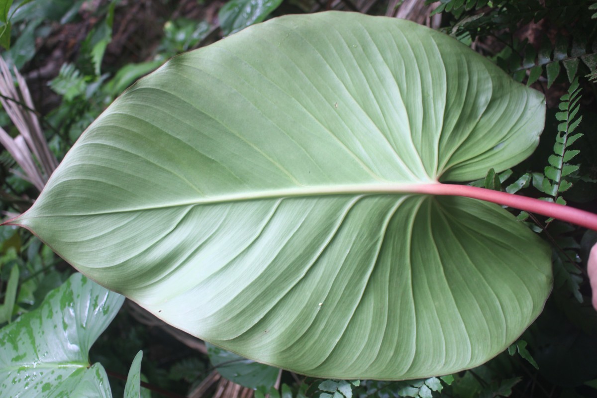 Homalomena pendula (Blume) Bakh.f.