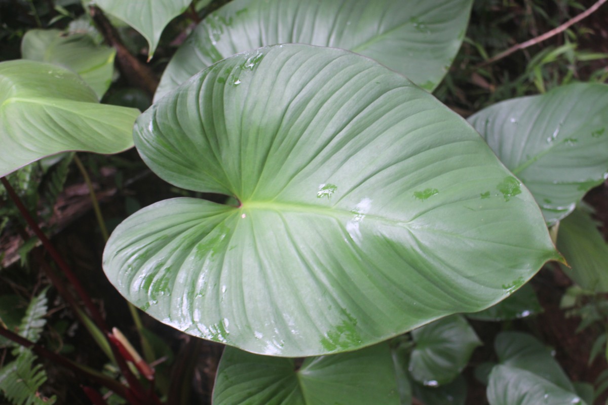 Homalomena pendula (Blume) Bakh.f.