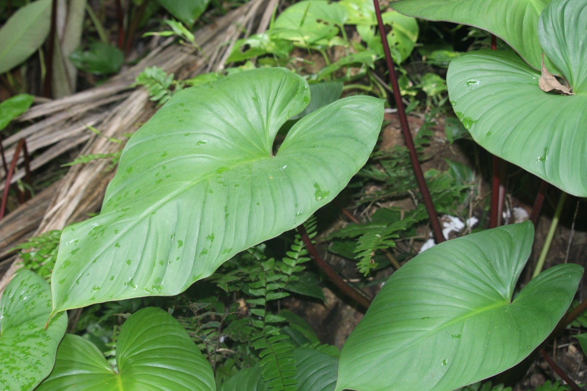 Homalomena pendula (Blume) Bakh.f.