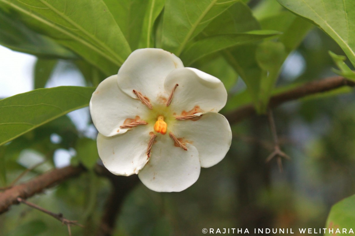 Tamilnadia uliginosa (Retz.) Tirveng. & Sastre