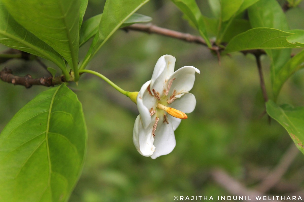 Tamilnadia uliginosa (Retz.) Tirveng. & Sastre