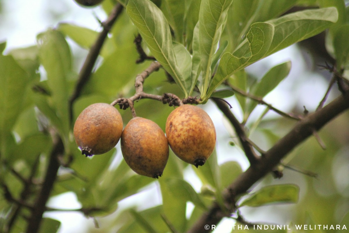 Tamilnadia uliginosa (Retz.) Tirveng. & Sastre