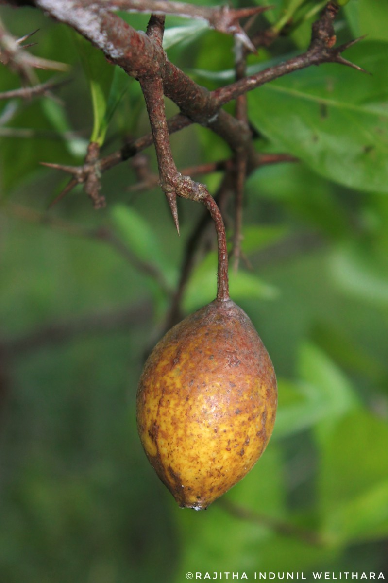 Tamilnadia uliginosa (Retz.) Tirveng. & Sastre