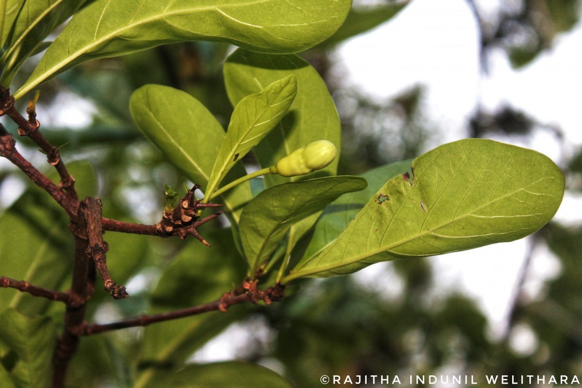 Tamilnadia uliginosa (Retz.) Tirveng. & Sastre