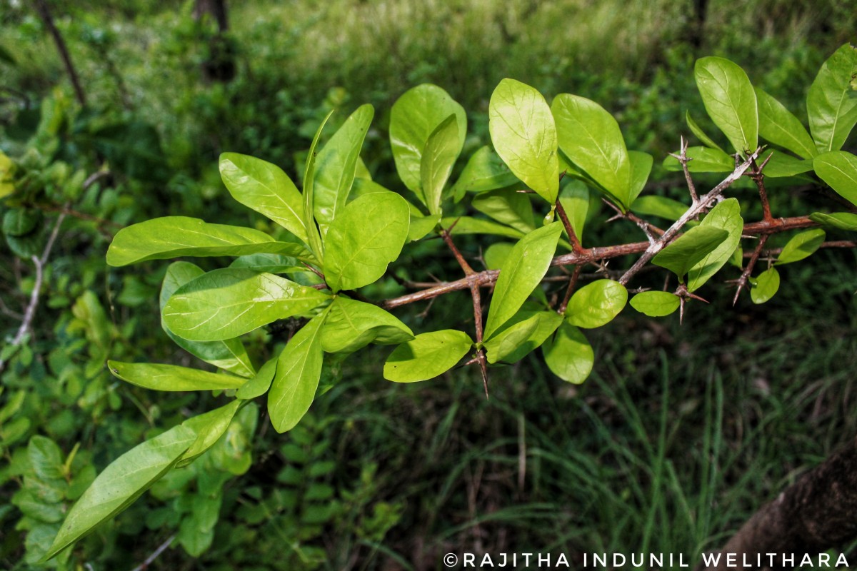 Tamilnadia uliginosa (Retz.) Tirveng. & Sastre