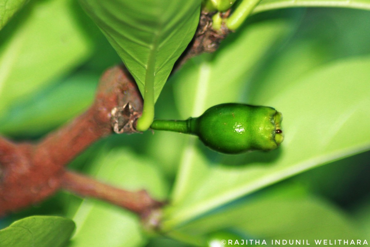 Tamilnadia uliginosa (Retz.) Tirveng. & Sastre