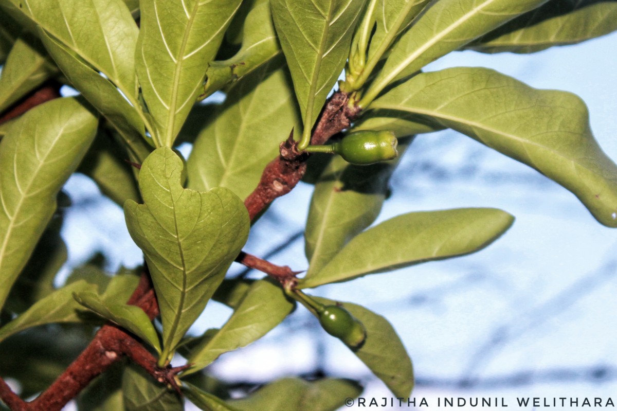 Tamilnadia uliginosa (Retz.) Tirveng. & Sastre
