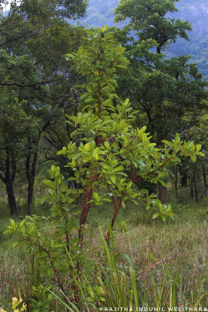 Tamilnadia uliginosa (Retz.) Tirveng. & Sastre