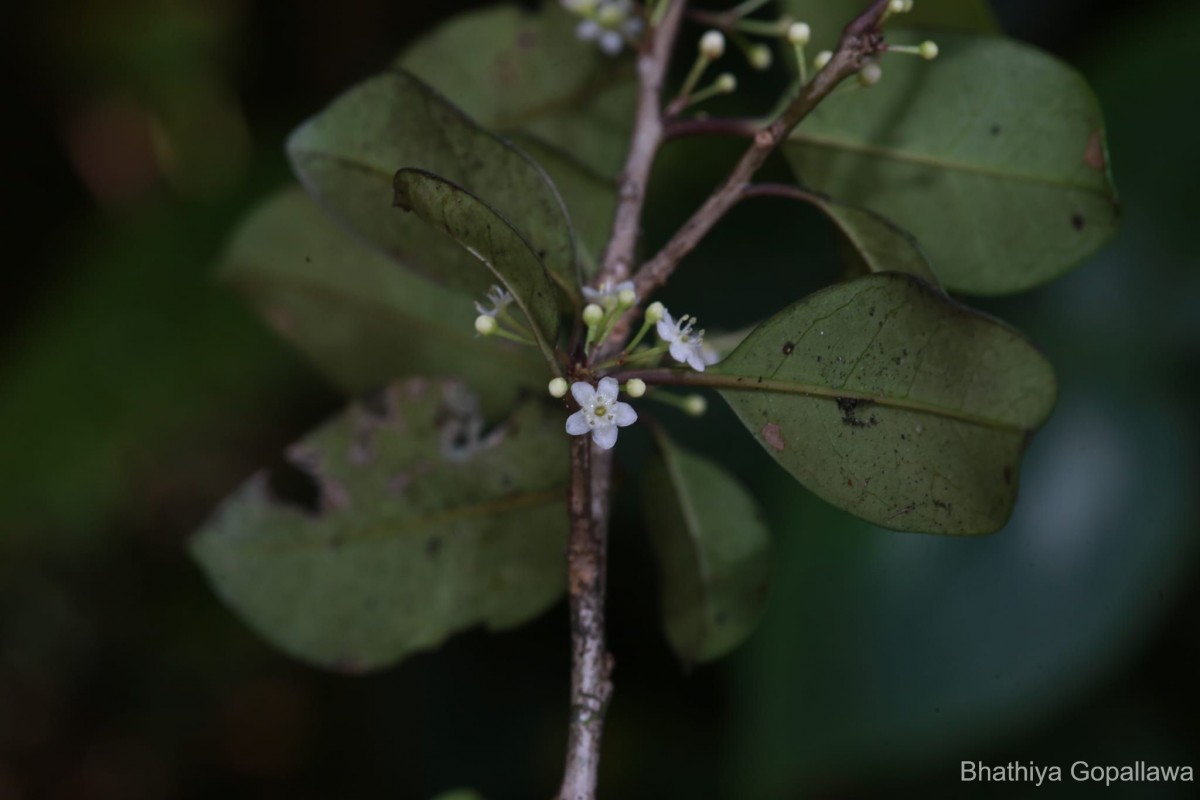 Ilex knucklesensis Philcox