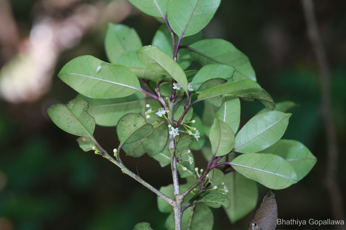 Ilex knucklesensis Philcox