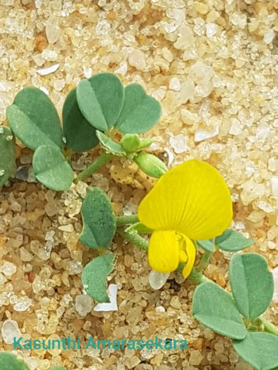 Crotalaria medicaginea Lam.