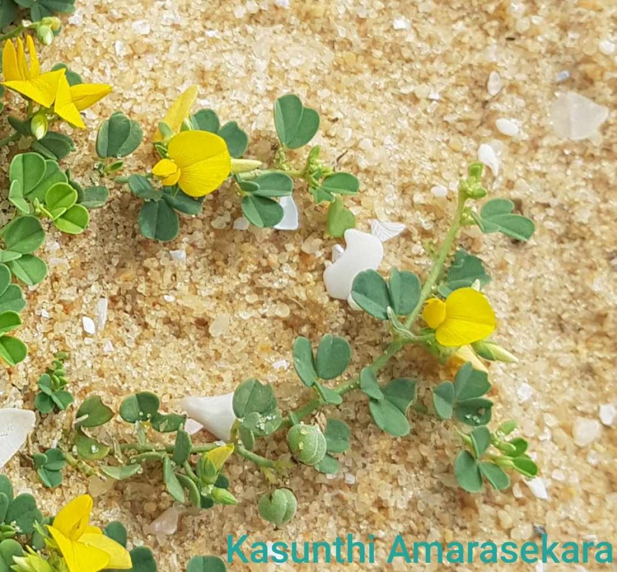 Crotalaria medicaginea Lam.