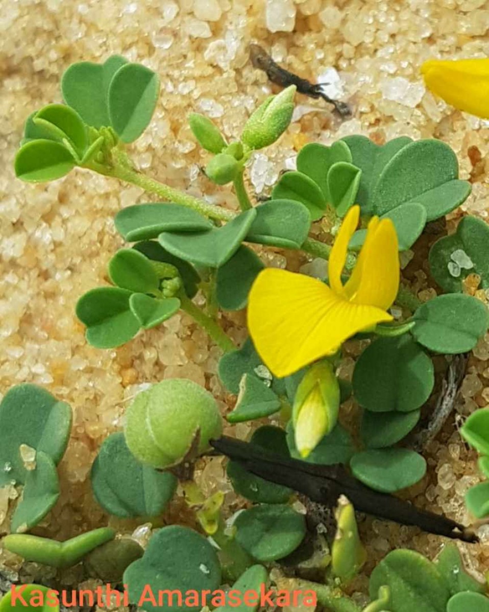 Crotalaria medicaginea Lam.