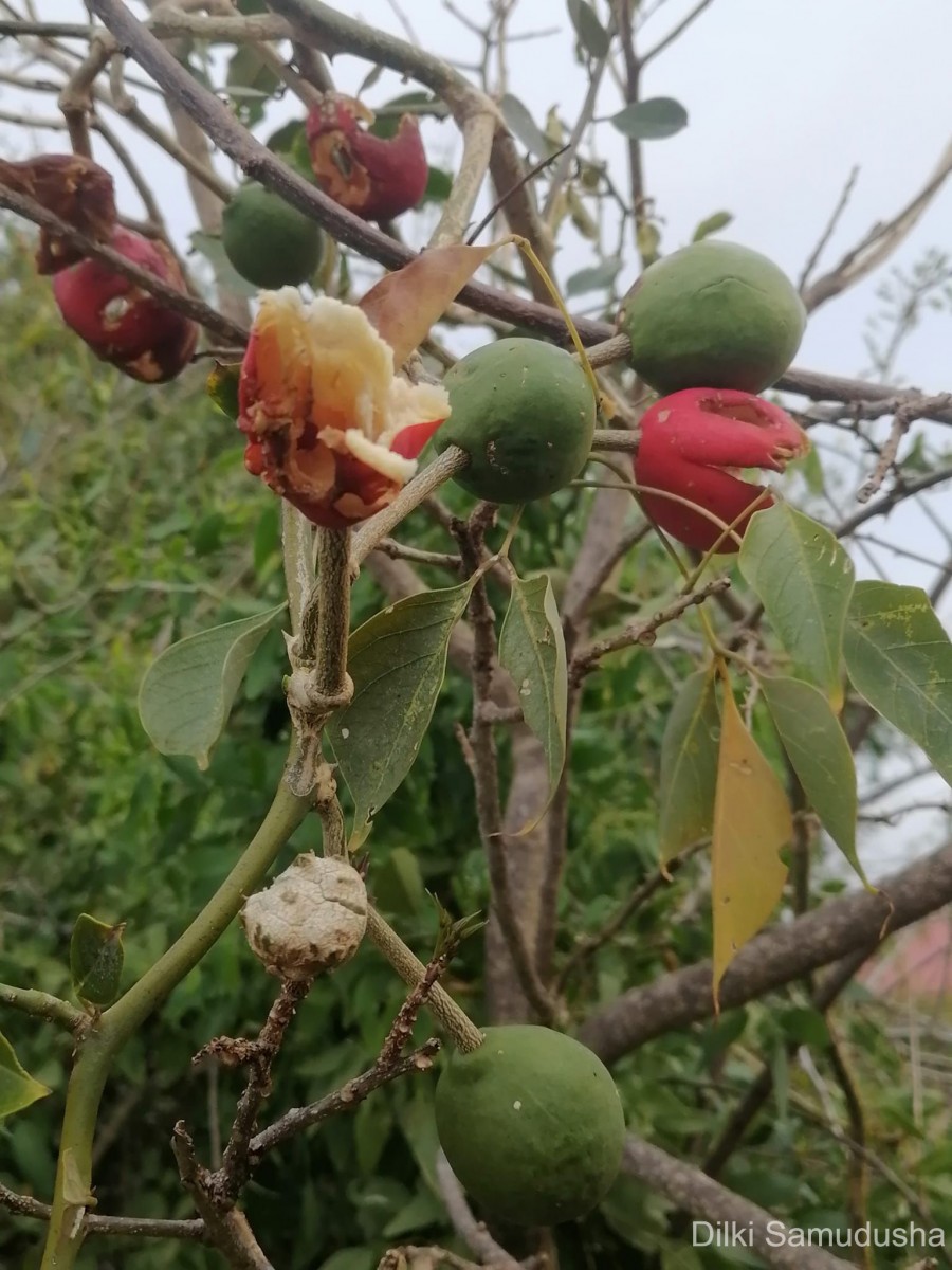 Capparis zeylanica L.