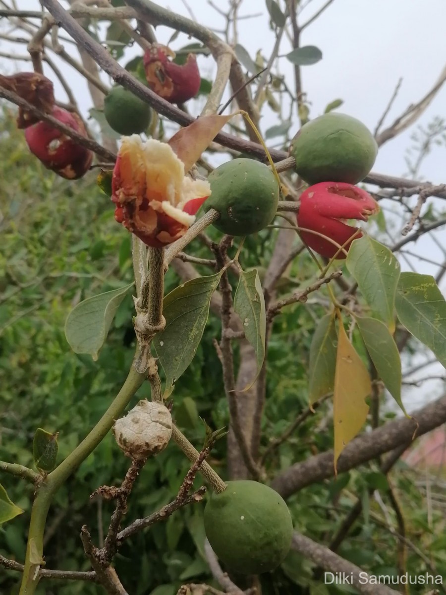 Capparis zeylanica L.