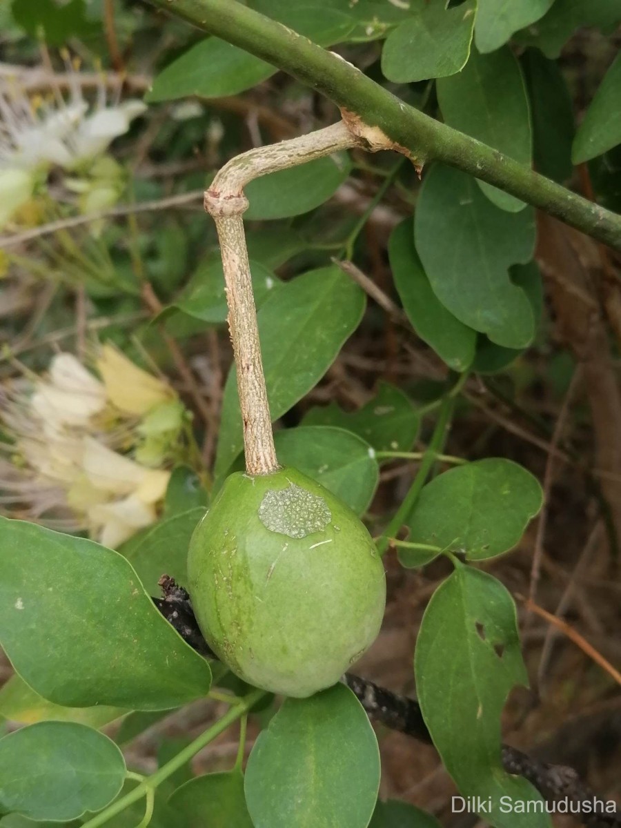 Capparis zeylanica L.