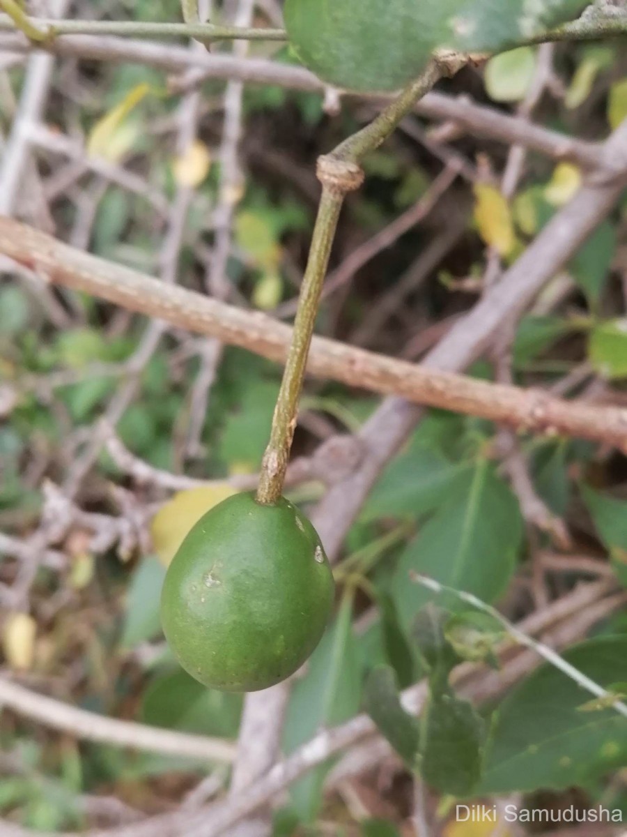 Capparis zeylanica L.